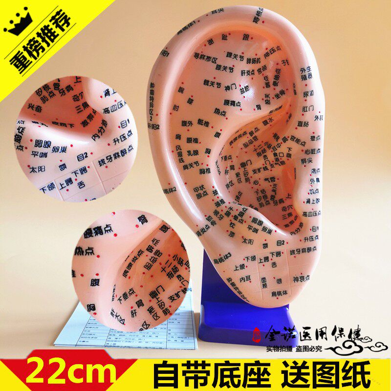 人体耳部穴位教学模型 耳穴反射区刻字耳朵穴位针灸耳穴教学模型