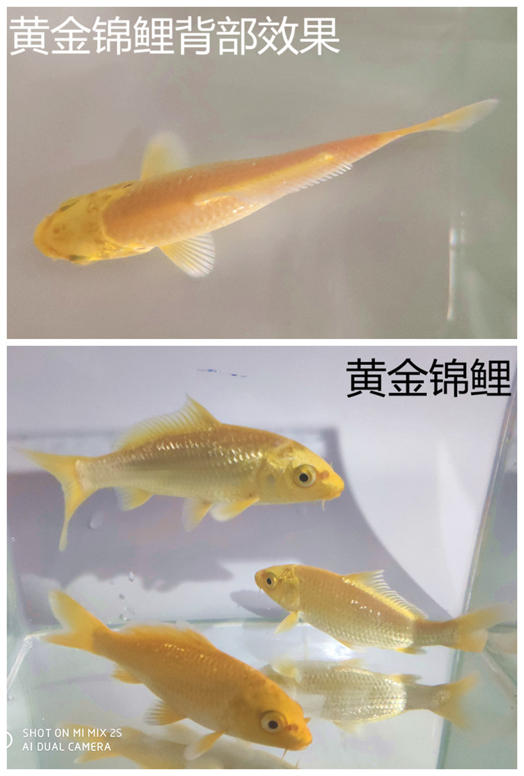 黃金錦鯉純種錦鯉活體觀賞魚風水魚龍鳳錦鯉魚苗冷水魚金色淡水魚 黃金錦鯉純種錦鯉活體觀賞魚風水魚龍鳳錦鯉魚苗冷水魚金色淡水魚