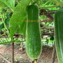 Black Melon a specialty of Guangdong small winter melon a specialty of Shunde seasonal freshly picked mulberry and Cantonese ingredients 5 catties