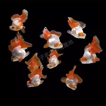 Butterfly tail goldfish live fish high-quality black and white panda butterfly three-color red envelope gold twelve red ornamental good fresh water fortune