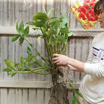 Dendrobium seedling flower green plant Dendrobium longum 500g