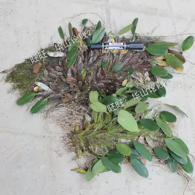 Dendrobium ornamental Dendrobium seedlings flower green plant potted Dendrobium 500g