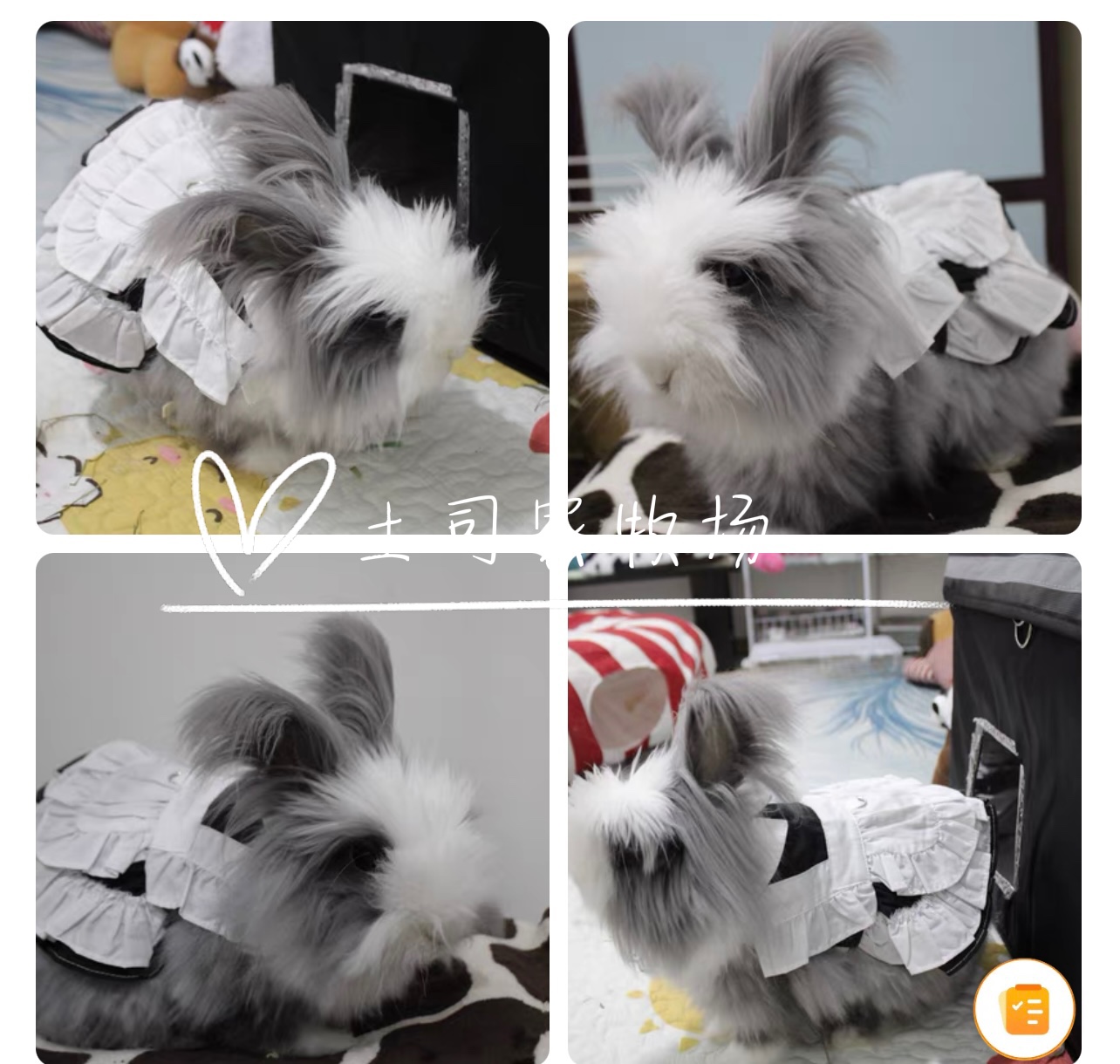 Palace wind rabbit clothes pet rabbit dwarf rabbit cat cat rabbit lop-eared rabbit traction rope