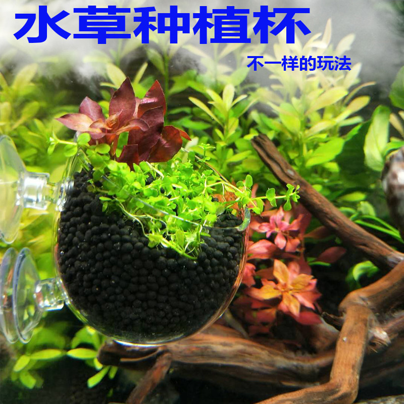 Water Grass Cup Glass Water Grass Planting Cups Breeders View Basin Fish Tank Crystal Build Glass Jar Inner Type Glass Cups