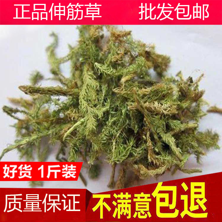 Chinese herbal medicine Shenjincao 500g Shujincao wild Shenjincao tea soaking feet and Polygala Yizhiren