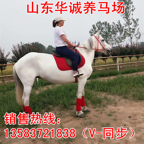 Live horse, live horse, young horse, real horse, riding horse, small pony, large half-blood horse, half-blood horse, Mongolian horse breeding information