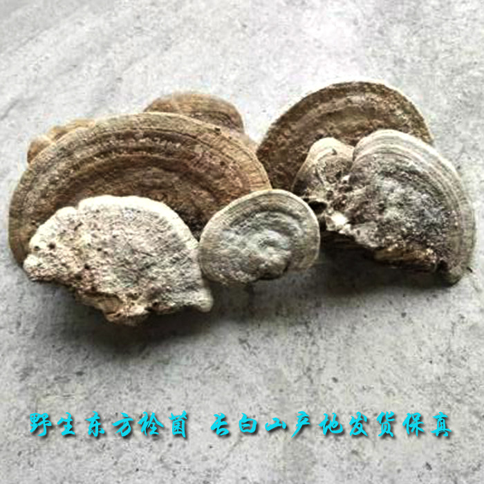 Long White Mountain Wild Oriental Bolted Fungus Medicinal Fungi Selected Goods 500 gr