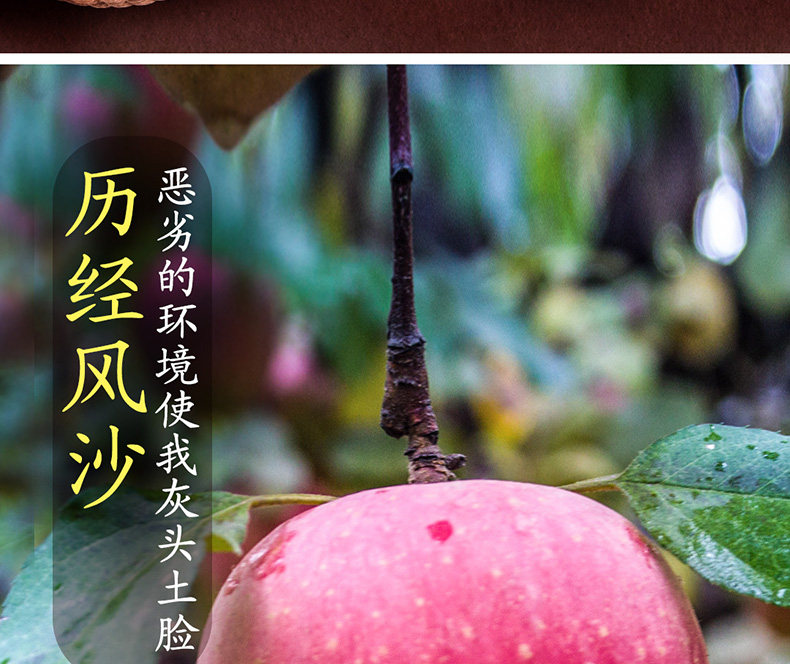 壹农壹果 大漠冰糖心苹果 70-75mm 4斤 图3
