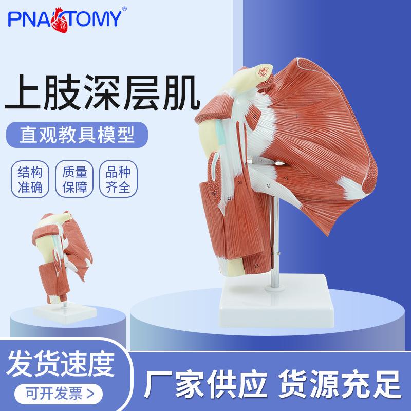 人体肩关节肌肉解剖上肢深层肌运动康复教学展示肩膀锁骨教具模型