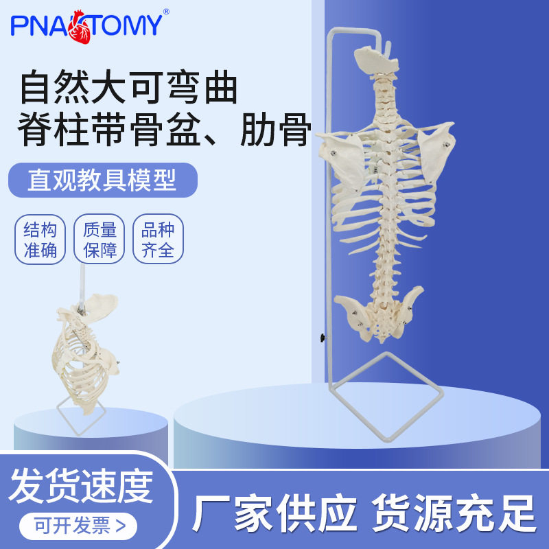 骨骼模型人体脊椎骨架医学脊柱标 自然大可弯曲脊柱带骨盆肋骨