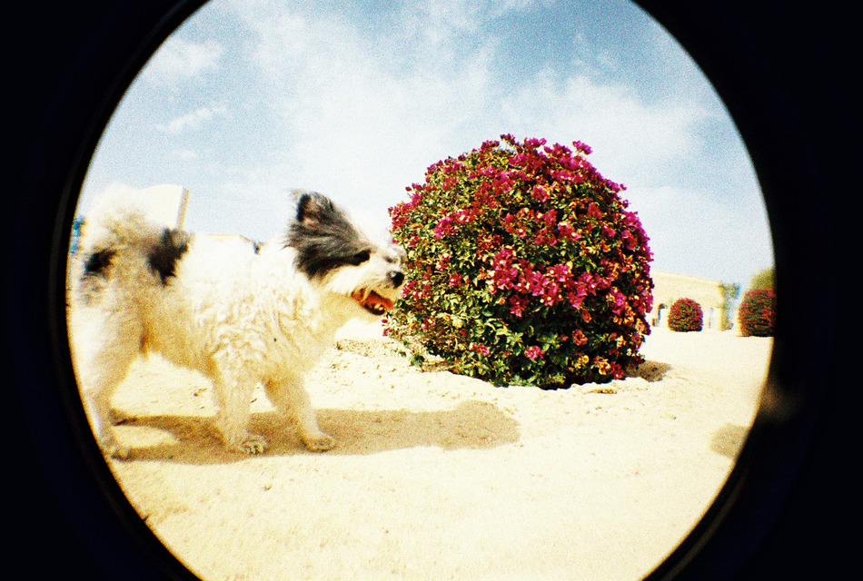 [Gói bưu] Máy ảnh LOMO Fisheye 2 Thế hệ Fisheye2 Màu hồng Ngày Valentine Phiên bản