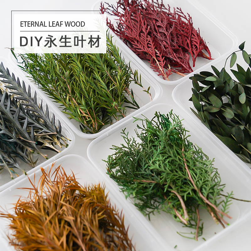 DIY Natural Boxed Leaf Materials: Eucalyptus Leaves, Rabbit Tail Grass, Pine and Cypress Leaves, Dragon Whisker Grass, Apple Leaves, Heartleaf, Melaleuca Leaves