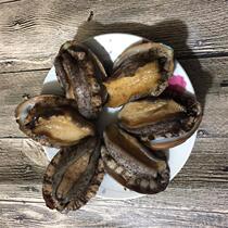 Hot-selling fresh aquatic large abalone 1 pound live abalone sashimi cuisine Jiangsu Zhejiang Shanghai and Anhui