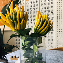 (With branches and large fruits) Jinhua Buddhas hand with branches to raise fresh fruit Citron fruit ornamental clear water supply water culture