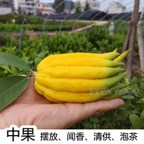 (Chinese fruit) Jinhua bergamot fresh bergamot bergamot bergamot Golden bergamot picks 2021 now picked bergamot fresh fruit