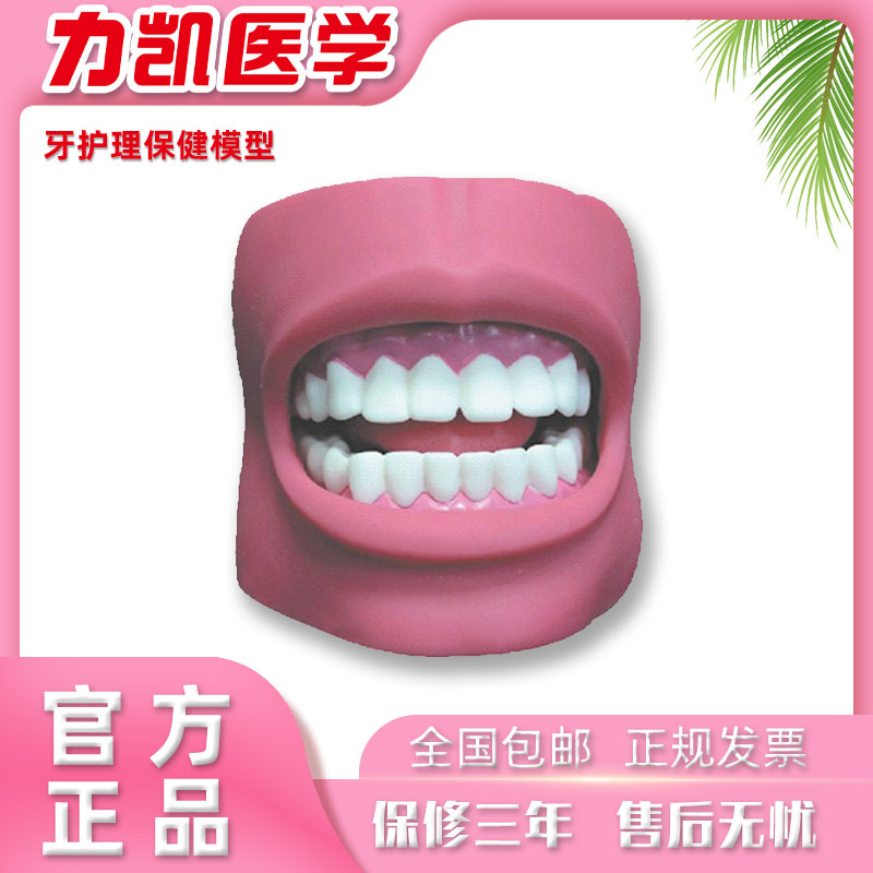 力凯K4牙护理保健模型（带脸颊自然大）口腔清洁教学练习模具