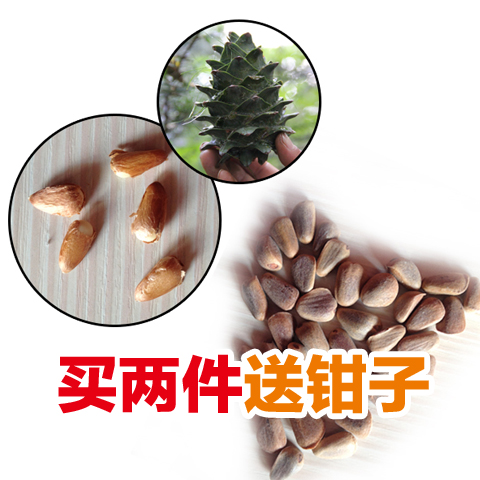2022 new Northeast red pine nuts, raw pine nuts, unprocessed wild pine, hand-selected, ripe and picked