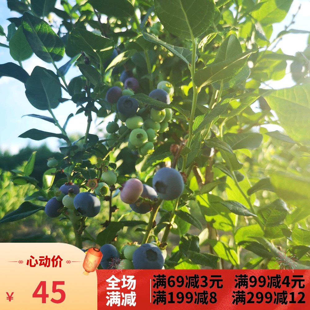 Long white mountain blueberry dried fruit snacks tasty fresh fruit to protect the eye a bag of 500 gr candy anthocyanins