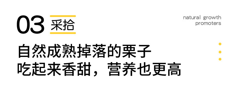 【中国直邮】 爱生活 建瓯锥栗  板栗  农家现摘  中果直径约(2.0-2.3cm)  500g/袋
