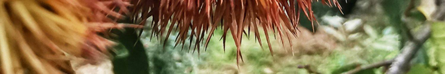 【中国直邮】 爱生活 建瓯锥栗  板栗  农家现摘  中果直径约(2.0-2.3cm)  500g/袋