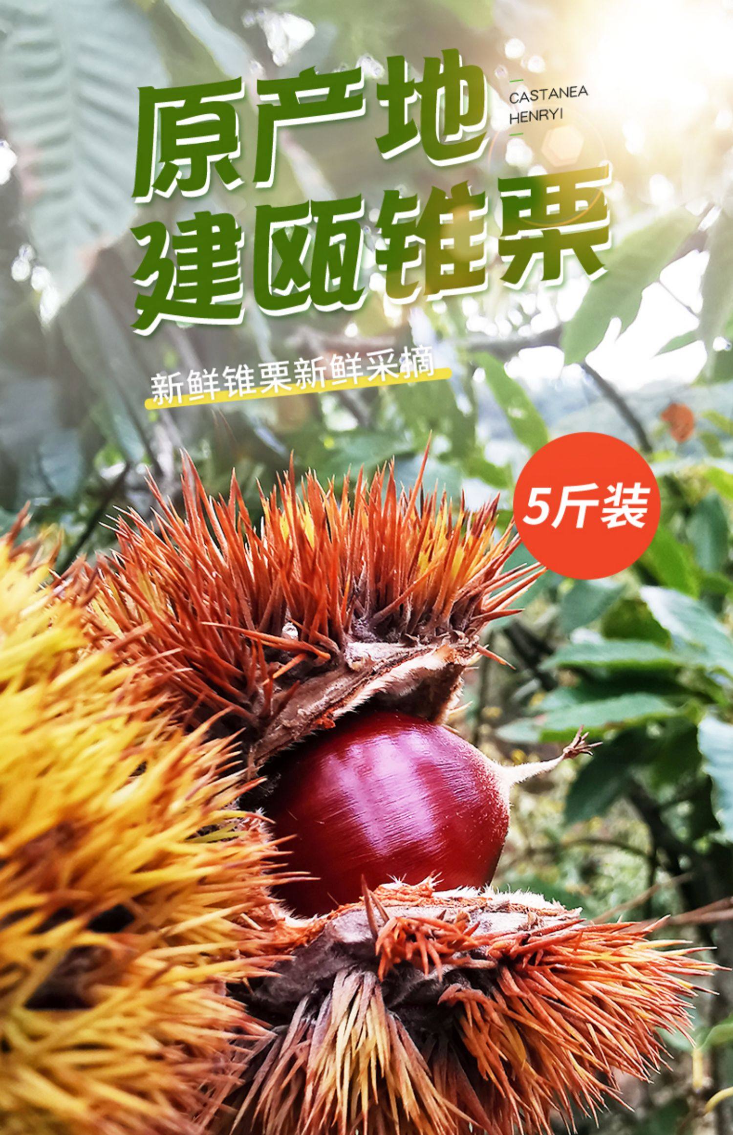 【中国直邮】 爱生活 建瓯锥栗  板栗  农家现摘  中果直径约(2.0-2.3cm)  500g/袋