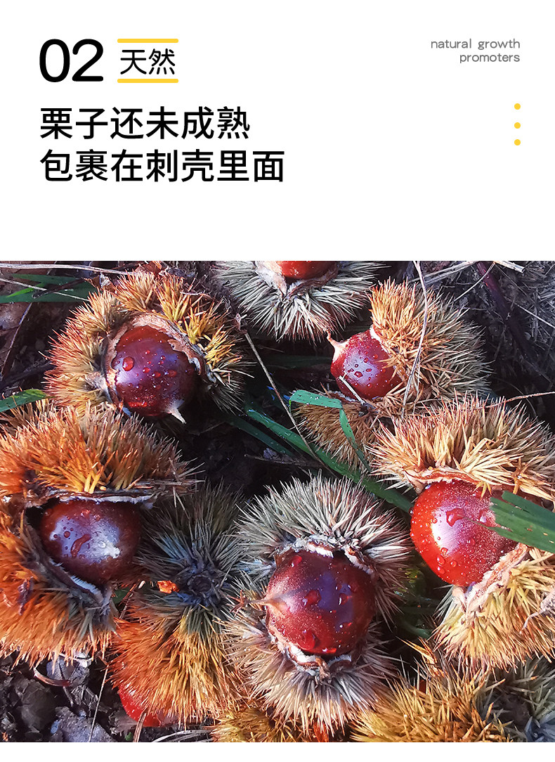 【中国直邮】 爱生活 建瓯锥栗  板栗  农家现摘  中果直径约(2.0-2.3cm)  500g/袋