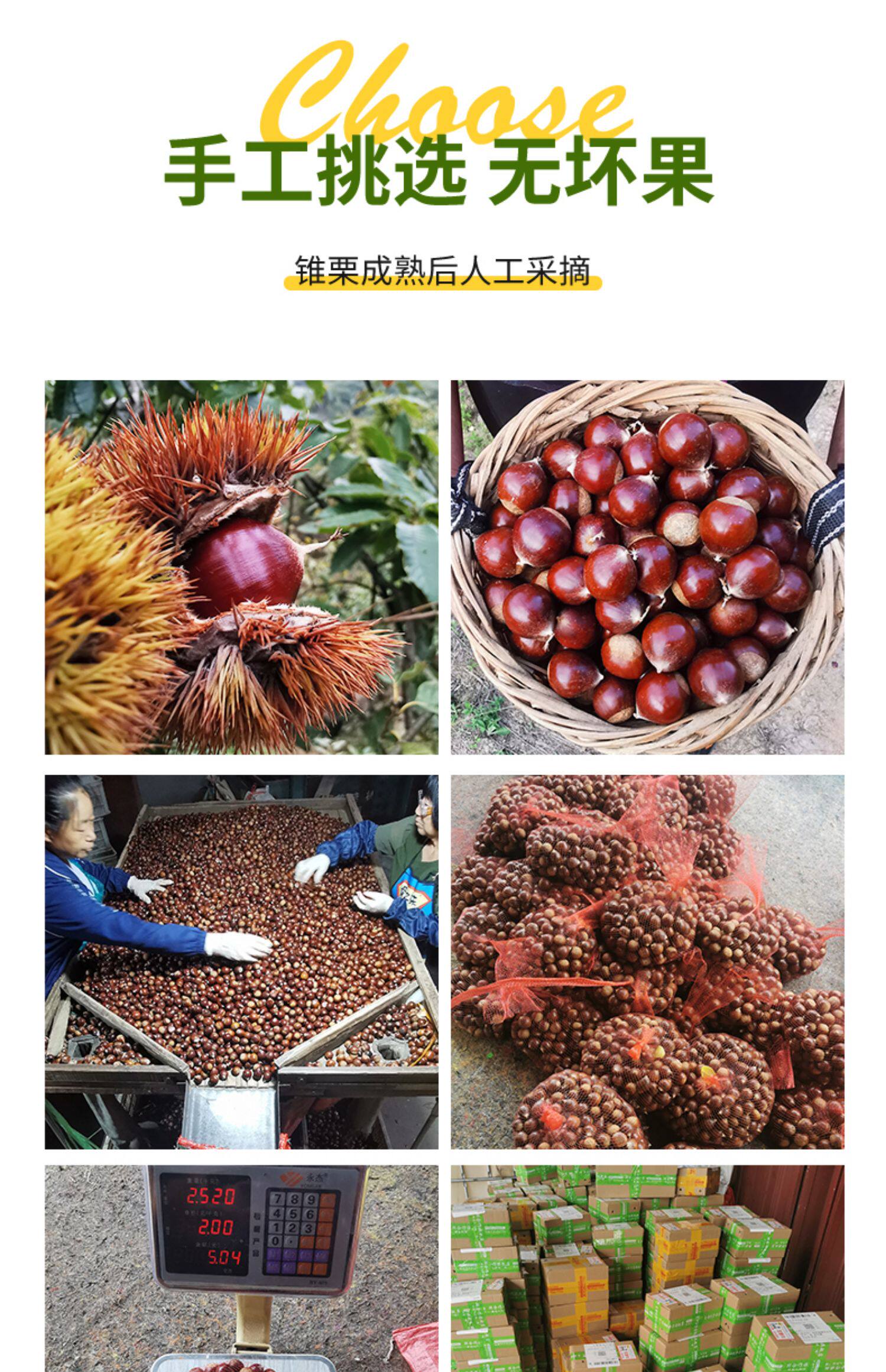 【中国直邮】 爱生活 建瓯锥栗  板栗  农家现摘  中果直径约(2.0-2.3cm)  500g/袋