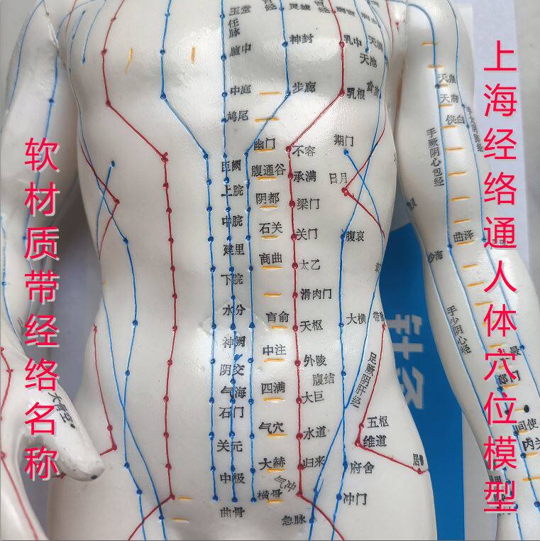 上海中界经络通 人体穴位模型针灸模型经络按摩模型带经络名称