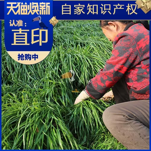 500 г зерна и травы, новая нежная морская свинка, недавно собранное отборное кроличье сено, 3 фунта, бесплатная доставка, трава Моисея