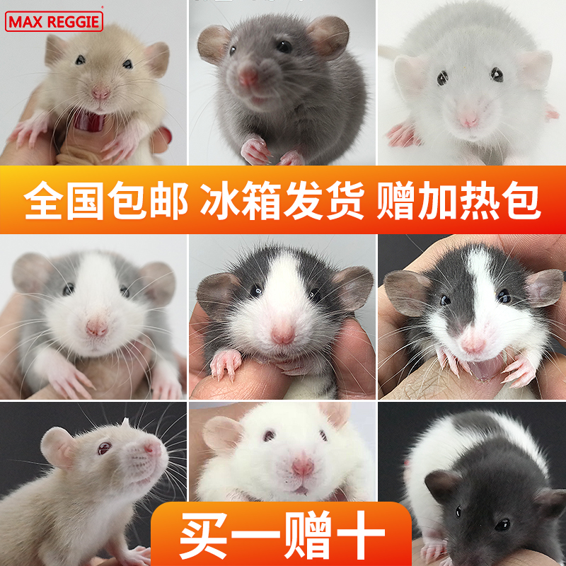 Max squash rat live animal live baby general dormitory small pet supplies cage flying elephant ear domestic young rat