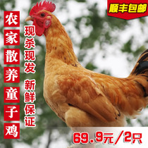 2 Zhengzong farmhouse scattered with no tinnitus chicken little rooster and chicken walking ground chicken and chicken grass chicken now kill chicken