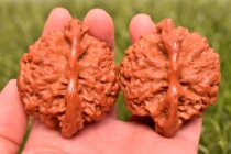 Text Playing Walnut Handlebar to Play Ancient Play Collection Gift Extra-large Size Machine Brushed Pulp boutique Kirin Grand Official Hat