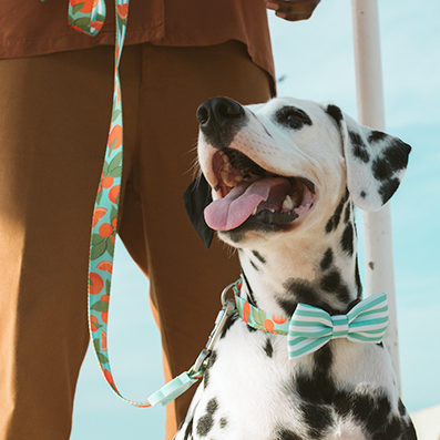 Special Price American Zeedog Neckline Bow Tie Neckline Accessories Tie Dog Cat Decoration) It's more than a pet.