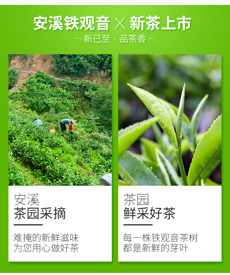 雅鑫苑 铁观音茶叶 浓香型 250g 图3