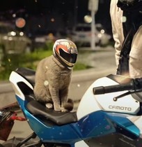 Motorcyclists close their eyes and wear pet helmets. Handsome mini motorcycle safety hats for cats and small dogs.