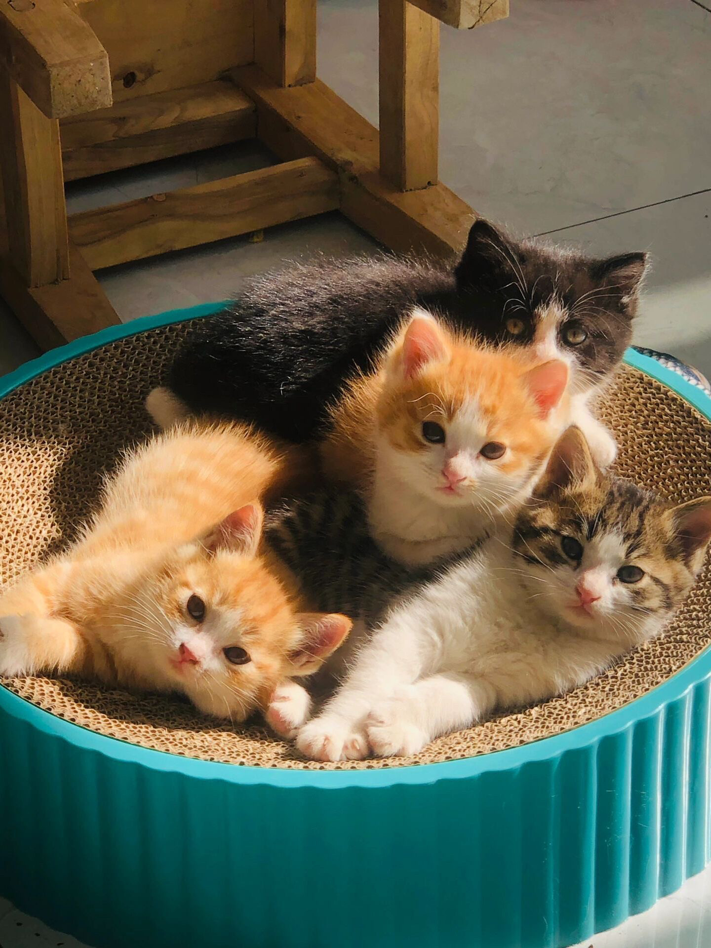 🐱橘猫幼崽中华田园猫狸花猫幼猫英短孟买黑猫纯白猫奶牛猫三花猫:萌翻你的小可爱们来啦!-龙猫-淘宝好物网