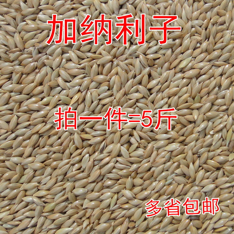Imported Ghanaian Cockatoo Parrot Bird Food Oil Spike Millet White Spike Corn for a 5 cat-plus province-Taobao