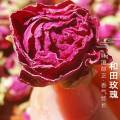和田玫瑰之乡