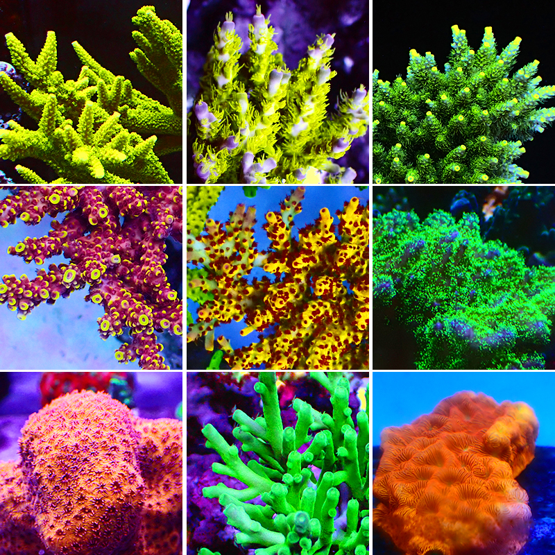 珊瑚 White Coral・ No.3】白珊瑚｜サンゴ｜ホワイトコーラル｜原木