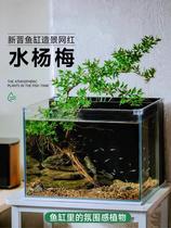 Water bayberry tree plant fish tank landscaping turtle tank ornamental hydroponic green plants landscaping complete set of ancient fish farming real water plants