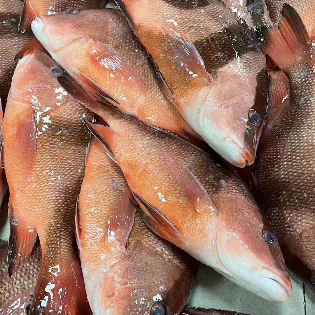 海钓红三刀鱼刺身，深海新鲜，整条冷冻，顺丰包邮，让你在家也能享受顶级海鲜盛宴！🌊🐟-斑鱼-淘宝百科网