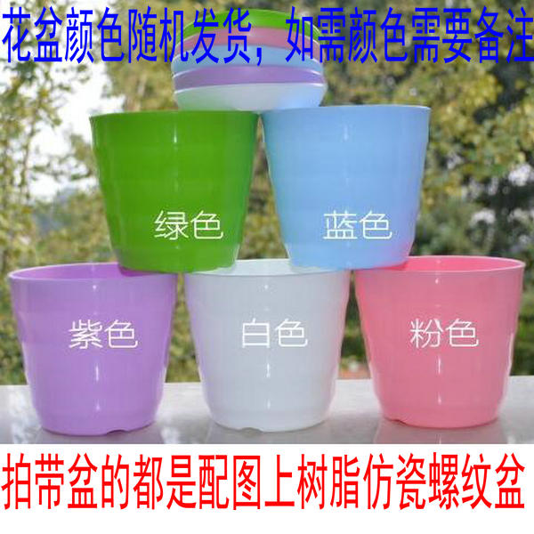 属猪旺财：绿植 室内 盆栽 碰碰香怎么养一抹香四季常青花苗植物
