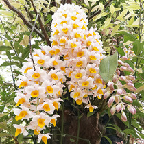 (Buy 3 send 1 catty) Jiangnan maple ball flower dendrobium miao 500 grams of non-dendrobium dendrobium miao green plant broccoli Miao potted plant