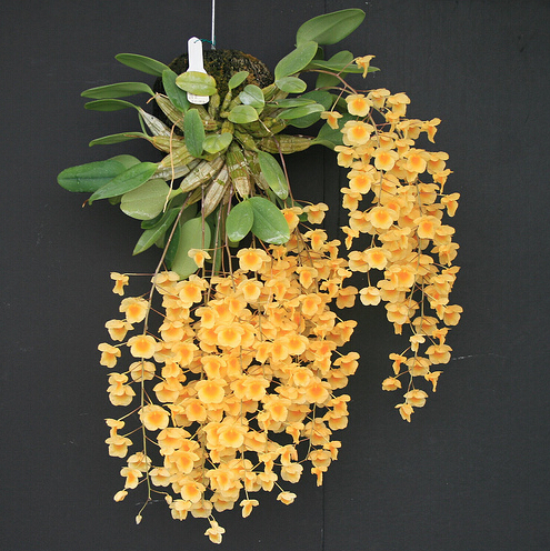 Jiangnan Maple Fuxing High photo plate planting can be made of potted orchid Dendrobium Dendrobium Miao Flowers Green Plant Bonsai