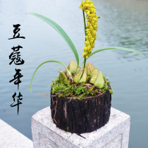 Jiang Nanfeng Cardamom in the mood for love Dendrobium stump succulent combination Small succulents in the office with wood delivery