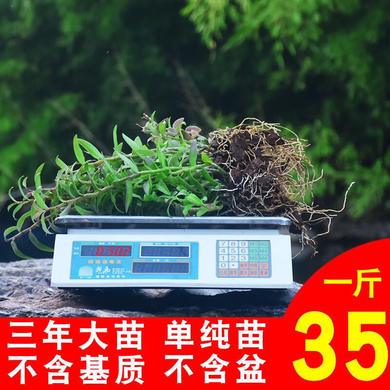Jiangnan Maple Dendrobium Dendrobium Candiate Pure Breeds Iron Sheet Maple Miao Red Rod Soft Footed Dendrobium Candidum Domesticated Germplasm