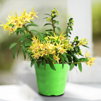 Chinas hometown of Dendrobium Drumstick Jiang Nanfeng Green plant Dendrobium seedlings Indoor size plants Office potted plants