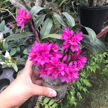Jiang Nanfeng Mini exotic Red Lotus Dendrobium Tin Dendrobium seedlings Orchid Small potted plants Green plant flowers