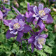 Columbine flower seedlings flower seeds seedlings eight-tone bird double-petal potted balcony courtyard indoor and outdoor perennial