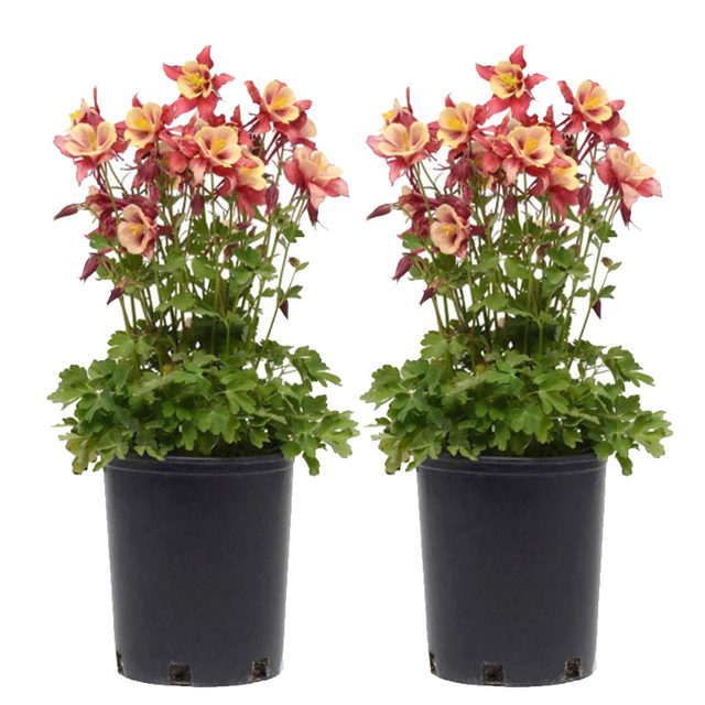 Columbine flower seedlings flower seeds seedlings eight-tone bird double-petal potted balcony courtyard indoor and outdoor perennial